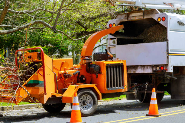 Westlake Village, CA Tree Services Company